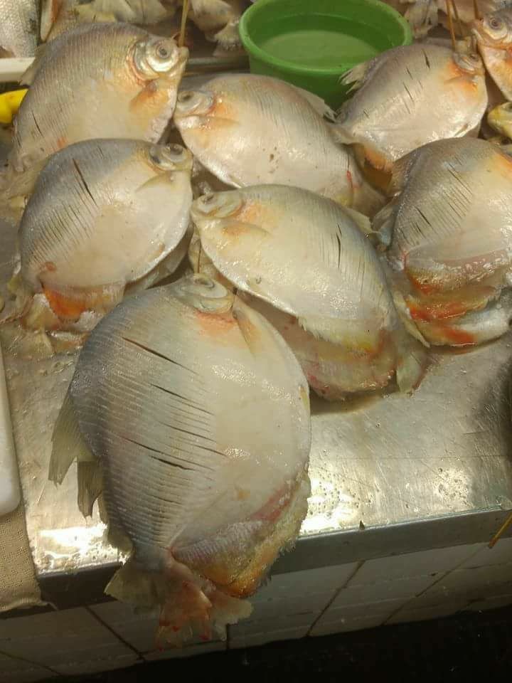 Pacus peixes